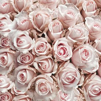 Pastel Roses – Servietten 33x33 cm