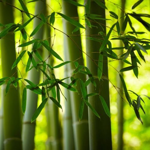 Bambus - Servietten 33x33 cm