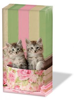 Katzen mit Karton - Taschentücher