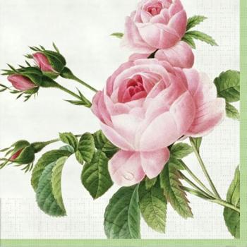 Rosa centifolia - Servietten 33x33 cm