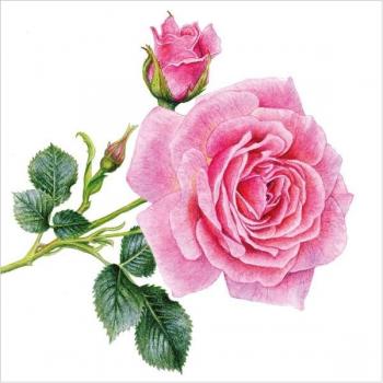 Zwei rosa Rosen – Servietten 33x33 cm