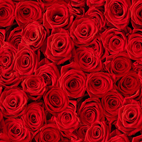 Viele rote Rosen - Servietten 24x24 cm