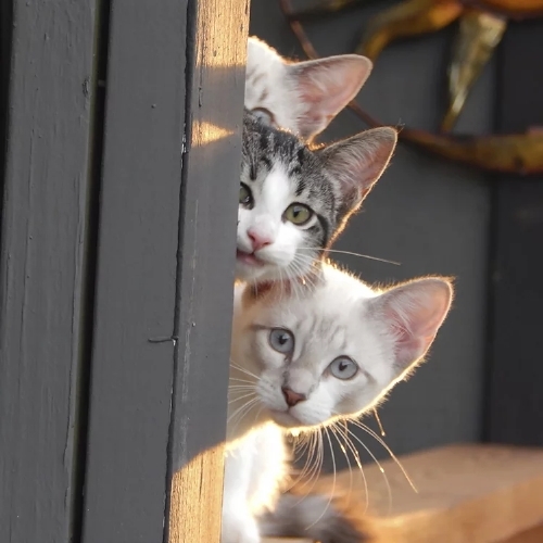 Katzen hinter Vorhang  - Servietten 33x33 cm
