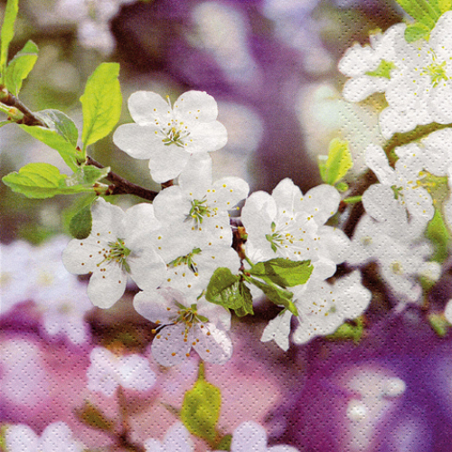 Weiße Kirschblüten  - Servietten 24x24 cm