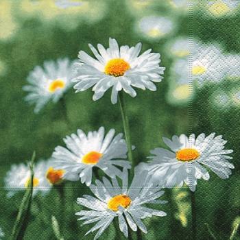 Full of daisies - Servietten 33x33 cm