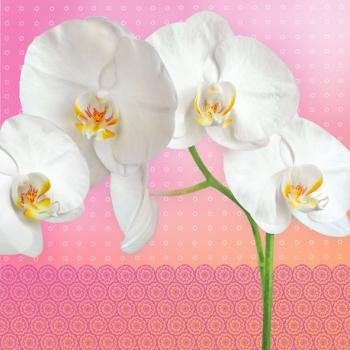 Orchidee - Servietten 33x33 cm