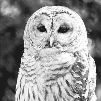 Owl - Servietten 33x33 cm