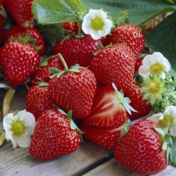 Erdbeeren lecker – Servietten 33x33 cm