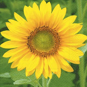 Sonnenblume - Servietten 33x33 cm