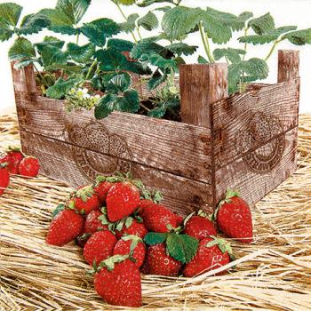 Strawberry case - Servietten 33x33 cm
